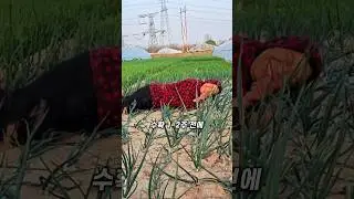 천재적인 양파 키우기
