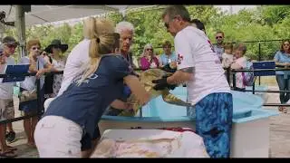 The Sea Turtle Hospital at Loggerhead Marinelife Center