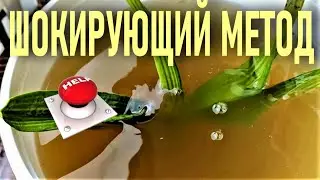 ШОКИРУЮЩИЙ МЕТОД ВОССТАНОВЛЕНИЯ ОРХИДЕЙ. СЛАБОНЕРВНЫМ НЕ СМОТРЕТЬ! УТОПИЛА ОРХИДЕЮ В НАСТОЕ, А ОНА..