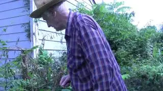 Watermelon from the Garden Being Harvested Tom Willett