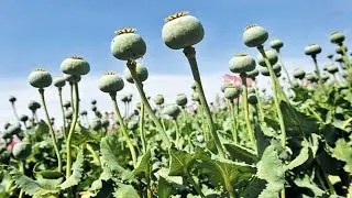 Dream Trap: Iran&rsquo;s Forbidden Fields (32 Minutes)