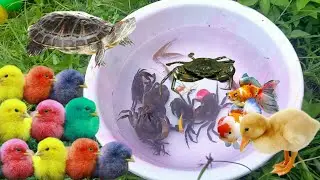 Catch cute chickens, colorful chickens, cute duck, ornamental fish, crabs, kepiting, cute animals