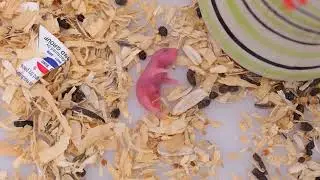 Newborn Baby Hamster Is Hungry Now, Adorable Baby Hamster