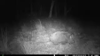 Wombat out and about