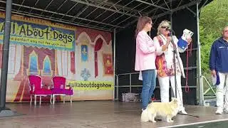 BBC Essex at the All About Dogs Show Hylands 2019