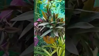 Purple Heart Plant Hanging Pot Tips | Easy Care & Fast Growth ! shorts#tips#gardenplants#motivation