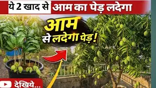 आम के पौधे मे ये 2 खाद डाल दीजिए | Best Fertilizer For Mango Plant Heavy Fruting 