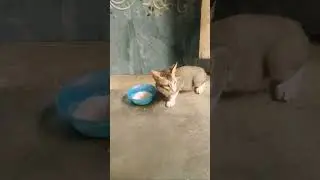 little baby meow meow  khana do funny videos Delly life blogs live ep. 6