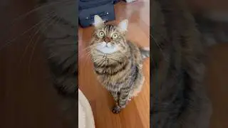 Мой непослушный кот 🐱🥰