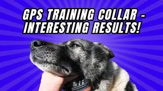 2-1 Satellite Training GPS Collar - Interesting Results!