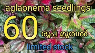Aglaonema seedlings from Rs. 60 || limited stock || #kodungallur #feminasdiaries video#546 