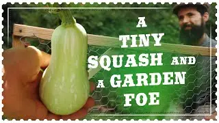 Wilted Squash Vine - Problems Growing Winter Squash