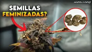 &iquest;Qu&eacute; pas&oacute; con las semillas de la planta hermafrodita?