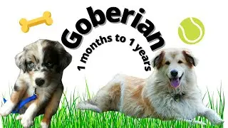 goberian (0-12months) TIMELAPSE Grow Process