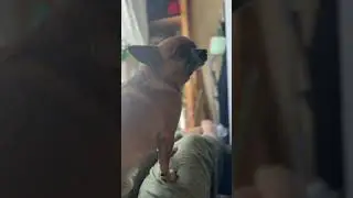 Чихуа боится больший собак #Loki #lokidog #собачки #собаки #животные