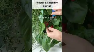 Tasting My First Indoor Pepper 🌶️ | Pepper & Eggplant Diaries