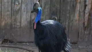 Discovering Cassowaries: 5 Fun Facts About Nature's Living Dinosaurs!