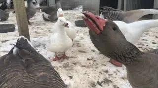 🐦🦆🎶Geese and Ducks singing great concert lol #geeselover #ducklovers #funtime #birdlovers