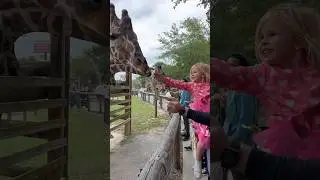 Kids react to feeding a giraffe 🦒 #giraffe #zoo