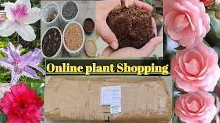 Unboxing Azalea and Camellia Plants with price. Online Azalea+Camellia Plants shopping and repotting