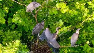 Great Blue Heron Nestlings; 4 Chicks A Climbing, &ldquo;The Chick Cam&rdquo; Episode 11