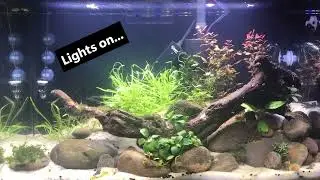 Plants Pearling in new 10g Aquarium