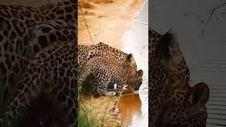 2 Leopard Cubs Walking Towards The Water With Their Mother (Piccadilly Female And Cubs)