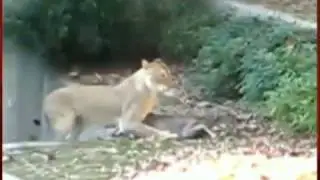 Caught on Tape: Deer Escapes Lion Attack