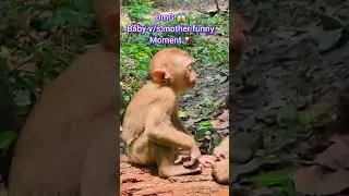 OmG 😱 baby v/s mother funny moment 🐒 #monkey #trending #funny #baby #shorts #moments