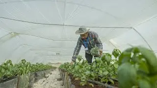 Green Forward programme