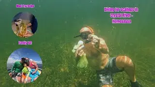 Diving for scallops in Crystal River-Homosassa. Catch, clean and cook.