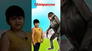 Cute Animals Video | Funny Animals Video | Animals Sound | #shorts #shortsfeed |