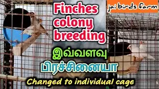 Our Finches colony setup changed to finches separate breeding setup