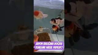JAPON BALIKLARINA NASIL YEM VERİLMELİ?