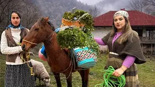 IRAN Village Life: Harvesting 50kg of Fresh Herbs for Ghormeh Sabzi ,Old Techniques & Real Flavor