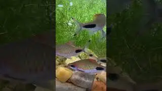 Mascara Barbs Dawkinsia Assimilis
