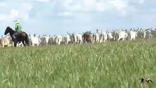 De Rodeo a Madrina - Villamil Torres 