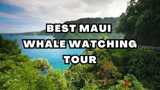 Exploring the Best Maui Whale Watching Tour with PacWhale EcoAdventures