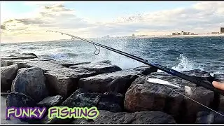 Surf Fishing The Fall Run Ny: Schoolies in the Surf!!