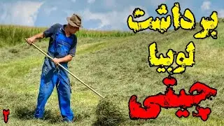 برداشت محصول کشاورزی | 0 تا 100 ضرر بود 😔 |آموزش برداشت لوبیا چیتی 