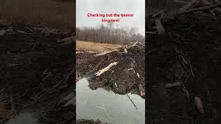 I&rsquo;ve entered the beaver kingdom #nature #explore #beaver #bushwalking  #wildlife #exploreoutdoors