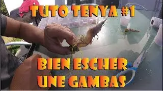 Tuto Tenya #1 - Bien escher une Gambas