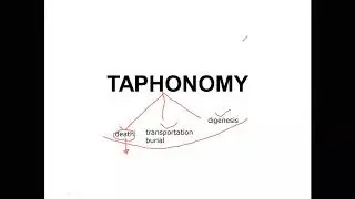Taphonomy
