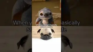 LOULOU the PUG is the real life STITCH?! 🐶💙 #pug #dog #stitch