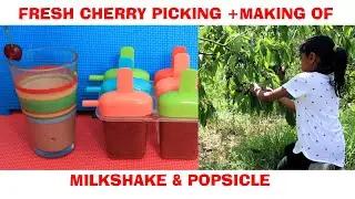Fresh cherry picking at farm and making of milkshake & Popsicle