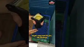 mari meng gutload jangkrik #sobathobat #tiktokvideo #gecko #gutload