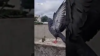 jangal ma shar bagoma mor hiflying kabutar🕊 video #shorts