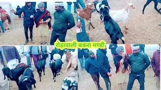 रोड़ावाली मे हर शनिवार क़ो बकरा मण्डी लगती हैँ #cow #baffalo #cowgoat #reel #bull #animals #trending 
