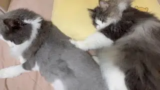 【モミモミ】神マッサージ師現る！！ノルウェージャンフォレストキャットとターキッシュアンゴラの可愛い日常♡