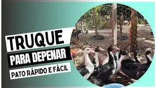 Como depenar PATO FÁCIL E SEM SOFRIMENTO | ASSAMOS NO FORNO IMPROVISADO